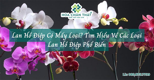 lan ho diep co may loai