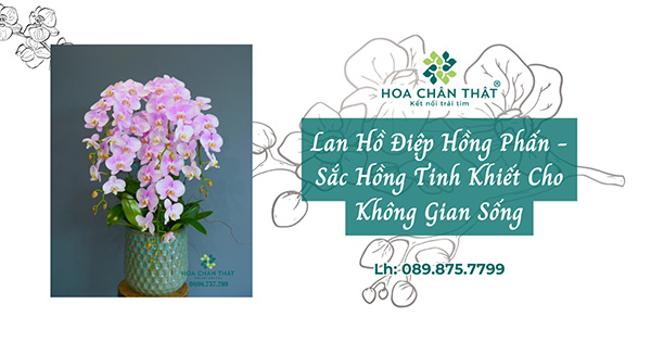 lan ho diep hong phan banner