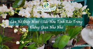 lan ho diep mini sac hoa tinh xao