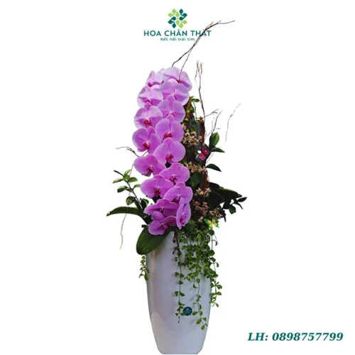 Chậu lan hồ điệp nữ hoàng 1 cành - Đài Cát Chậu lan hồ điệp nữ hoàng 1 cành – Đài Cát