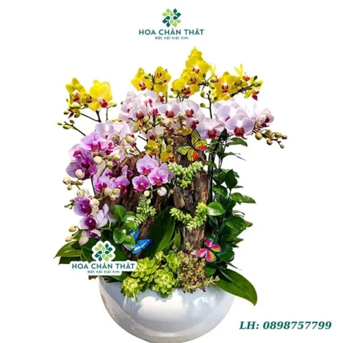 Chậu lan hồ điệp mini 13 cành – Sinh Nhật Nhỏ Xinh