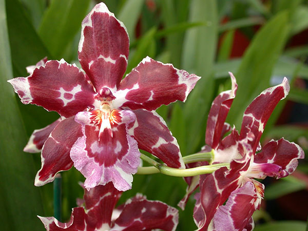 lan odontoglossum