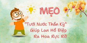 meo tuoi nuoc than ky giup lan ho diep cua ban tro hoa ruc ro0