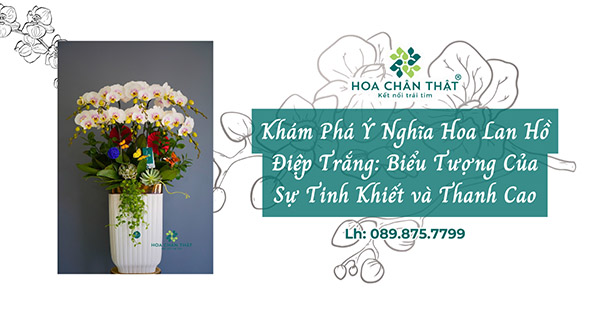 y nghia hoa lan ho diep trang