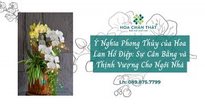 y nghia phong thuy lan ho diep