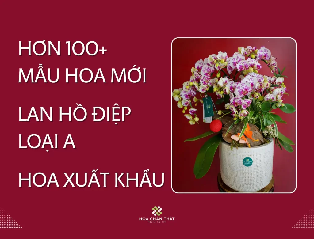 Banner Home 3 Lần 5