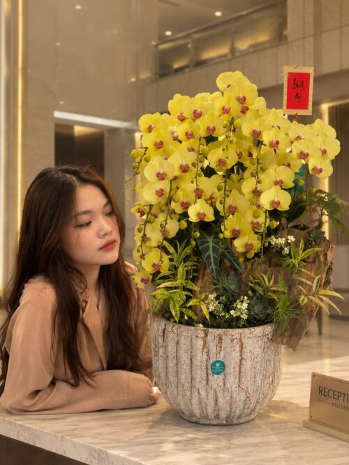 Chậu lan hồ điệp vàng 12 cành - Huỳnh Lộc Chậu lan hồ điệp vàng 12 cành – Huỳnh Lộc