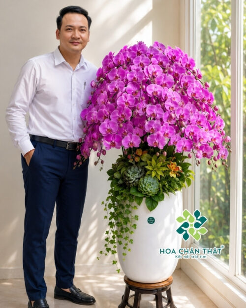 Chậu lan hồ điệp hồng 30 cành – Hồng Vân Tam Thập