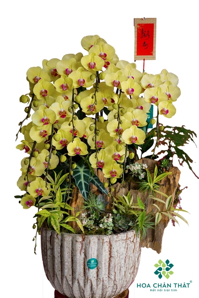 Chậu lan hồ điệp vàng 12 cành – Huỳnh Lộc