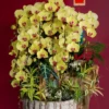 Chậu lan hồ điệp vàng 12 cành – Huỳnh Lộc