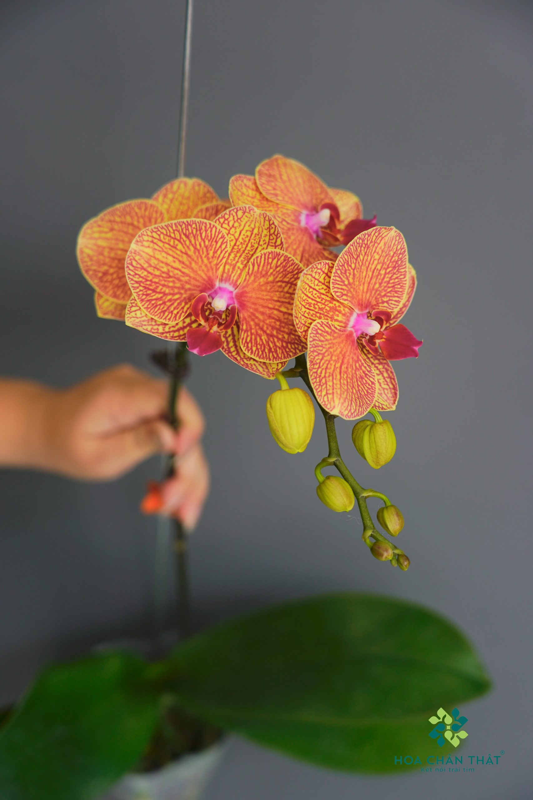 Tại Sao Hoa Chân Thật Khác Biệt So Với Doanh Nghiệp Hoa Khác? Cam soc scaled