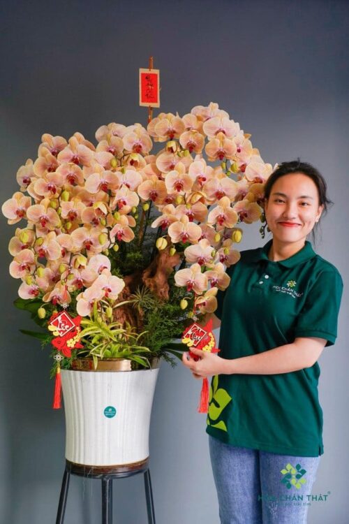 Chậu lan hồ điệp ghép lũa 18 cành cam sọc – Minh Phúc