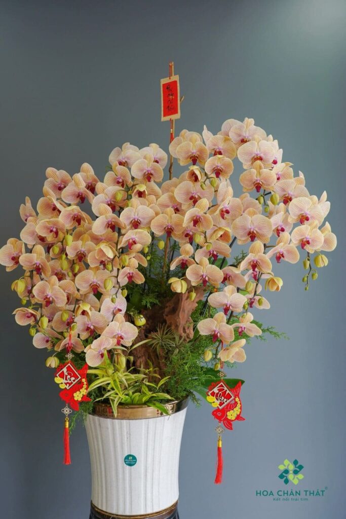 Chậu lan hồ điệp ghép lũa 18 cành cam sọc - Minh Phúc Chậu lan hồ điệp ghép lũa 18 cành cam sọc – Minh Phúc