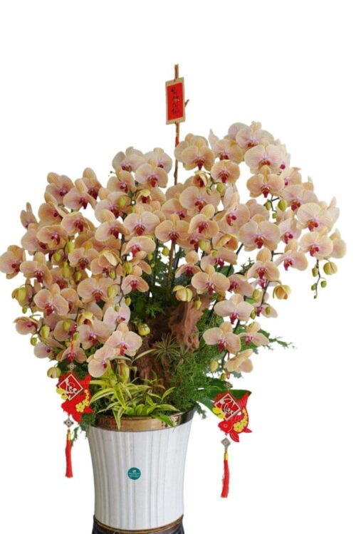 Chậu lan hồ điệp ghép lũa 18 cành cam sọc – Minh Phúc