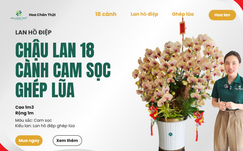 LAN HO DIEP