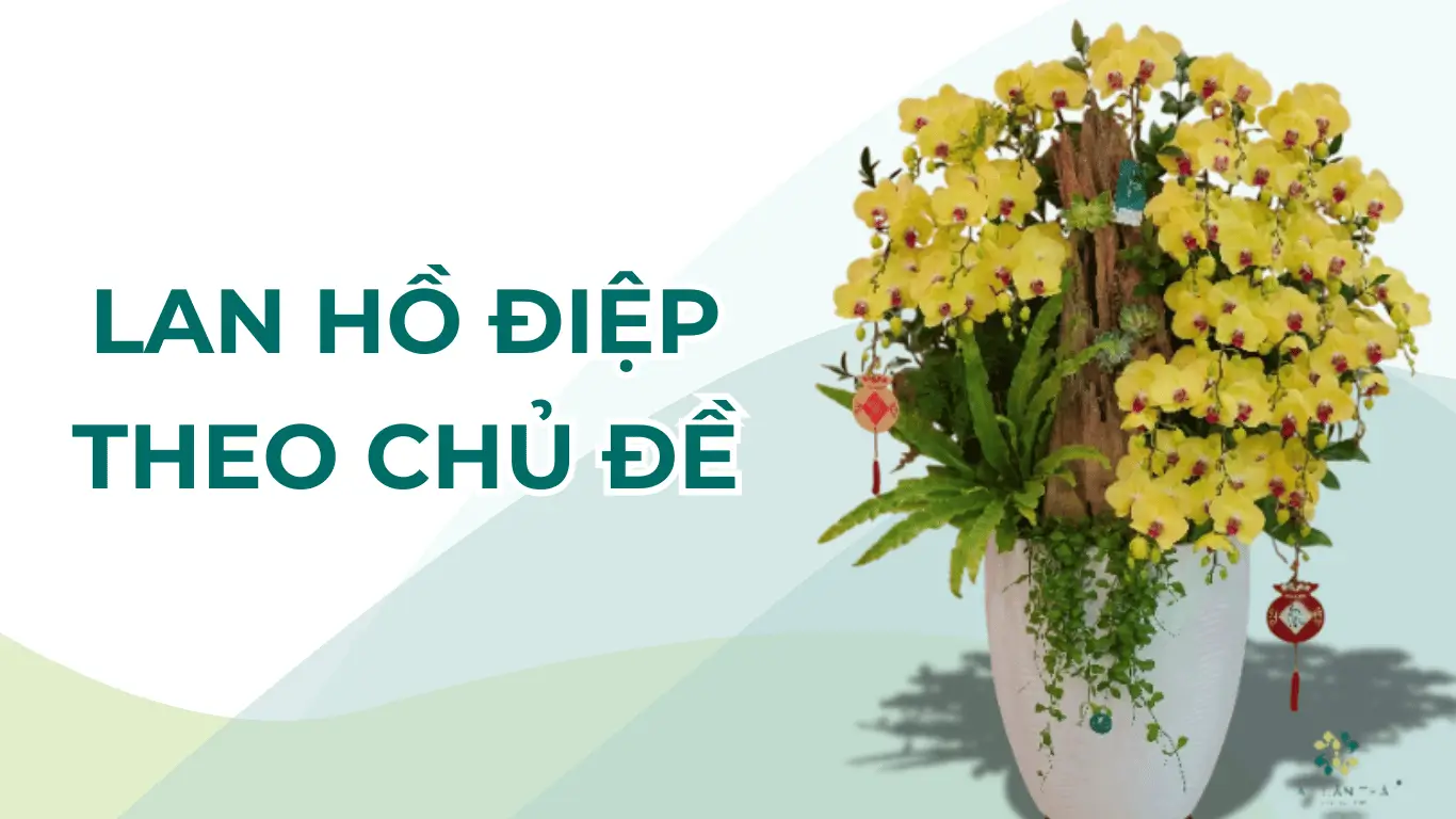 Lan Hồ Điệp Theo Chủ Đề