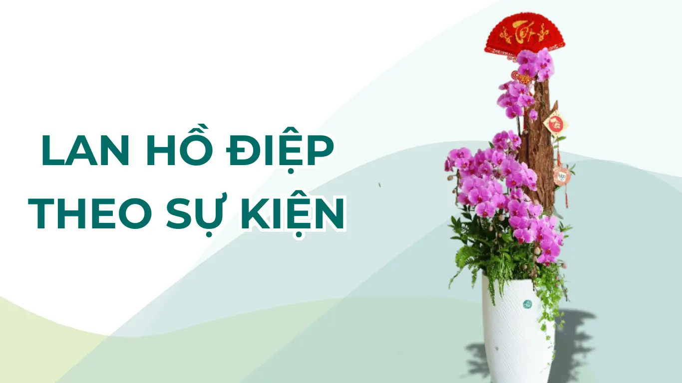Lan hồ điệp theo sự kiện