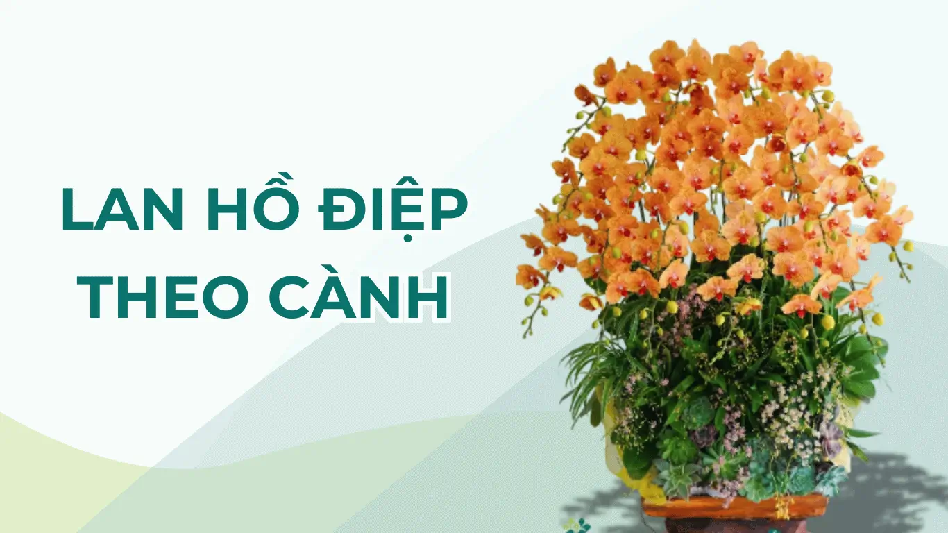 Lan Hồ Điệp Theo Cành