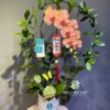 Chậu lan hồ điệp 1 cành
