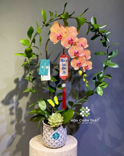 Chậu lan hồ điệp 1 cành