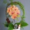 Chậu lan hồ điệp 1 cành – Nhỏ ơi