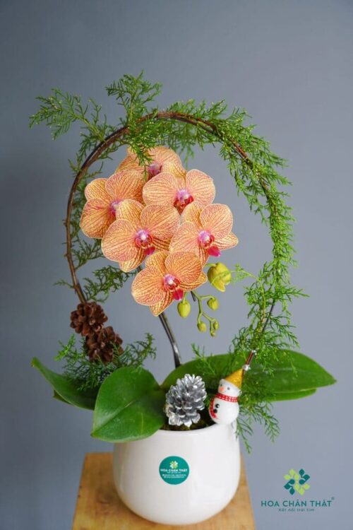 Chậu lan hồ điệp 1 cành – Nhỏ ơi