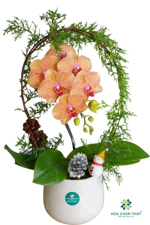 Chậu lan hồ điệp 1 cành – Nhỏ ơi