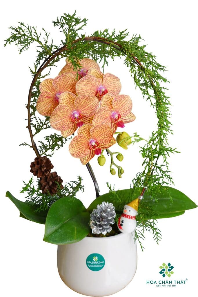 Chậu lan hồ điệp 1 cành – Nhỏ ơi Chậu lan hồ điệp 1 cành – Nhỏ ơi