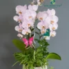 Chậu lan hồ điệp 2 cành – Phương Linh