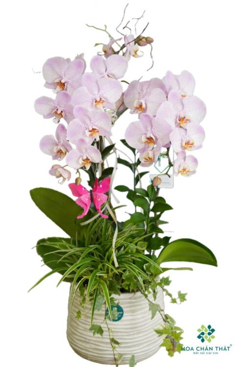 Chậu lan hồ điệp 2 cành – Phương Linh