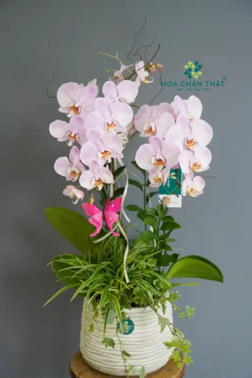 Chậu lan hồ điệp 2 cành – Phương Linh