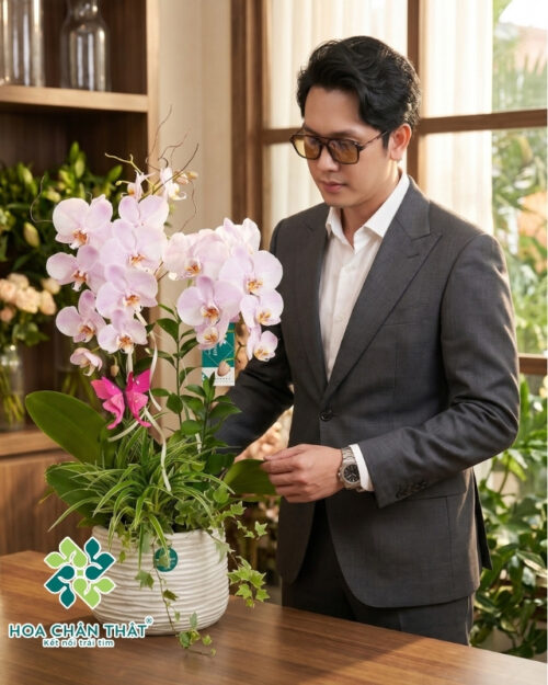 Chậu lan hồ điệp 2 cành – Phương Linh