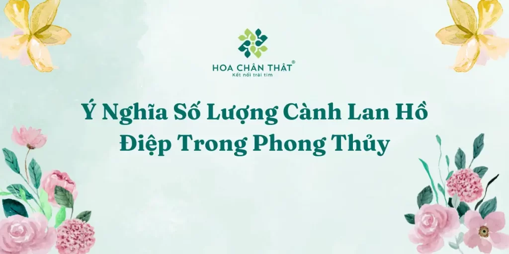 Ý nghĩa số cành lan hồ điệp và từng màu sắc trong chậu lan Ý nghĩa số cành lan hồ điệp