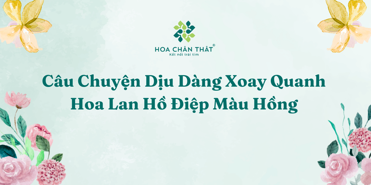 Cau Chuyen Diu Dang Xoay Quanh Hoa Lan Ho Diep Mau Hong