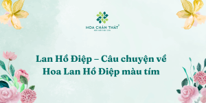 Cau chuyen ve Hoa Lan Ho Diep mau tim
