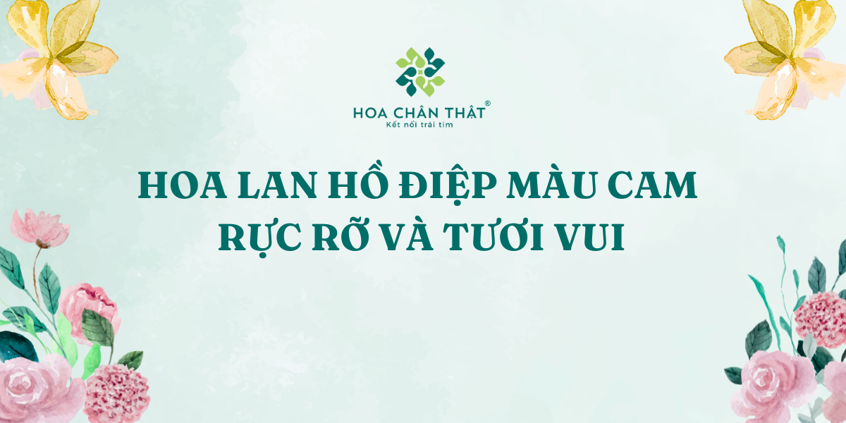 HOA LAN HO DIEP MAU CAM – RUC RO VA TUOI VUI