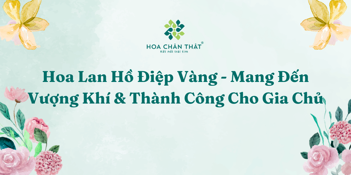 Hoa Lan Ho Diep Vang Mang Den Vuong Khi Thanh Cong Cho Gia Chu