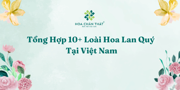 Le Phat dan Xu huong dang hoa lan ho diep