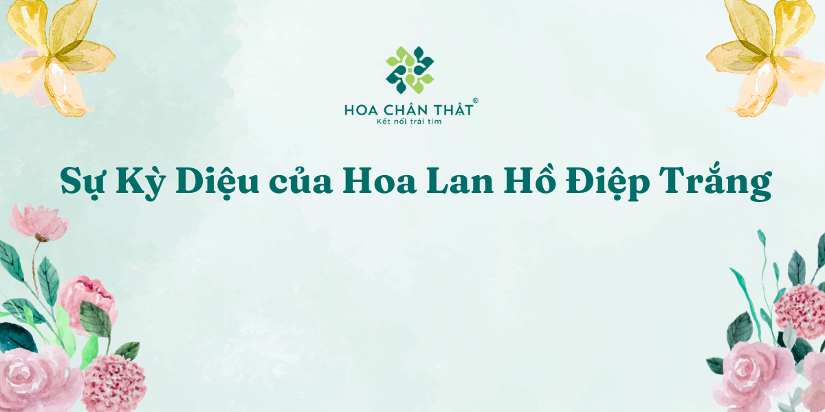 Su Ky Dieu cua Hoa Lan Ho Diep Trang