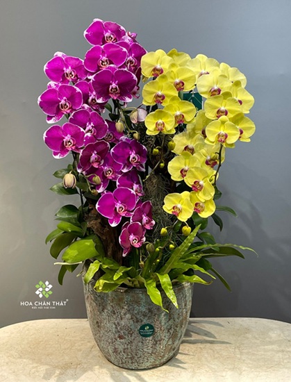 Ý nghĩa hoa lan hồ điệp màu tím – Biểu tượng của sự sang trọng và thủy chung Ý nghĩa hoa lan hồ điệp màu tím