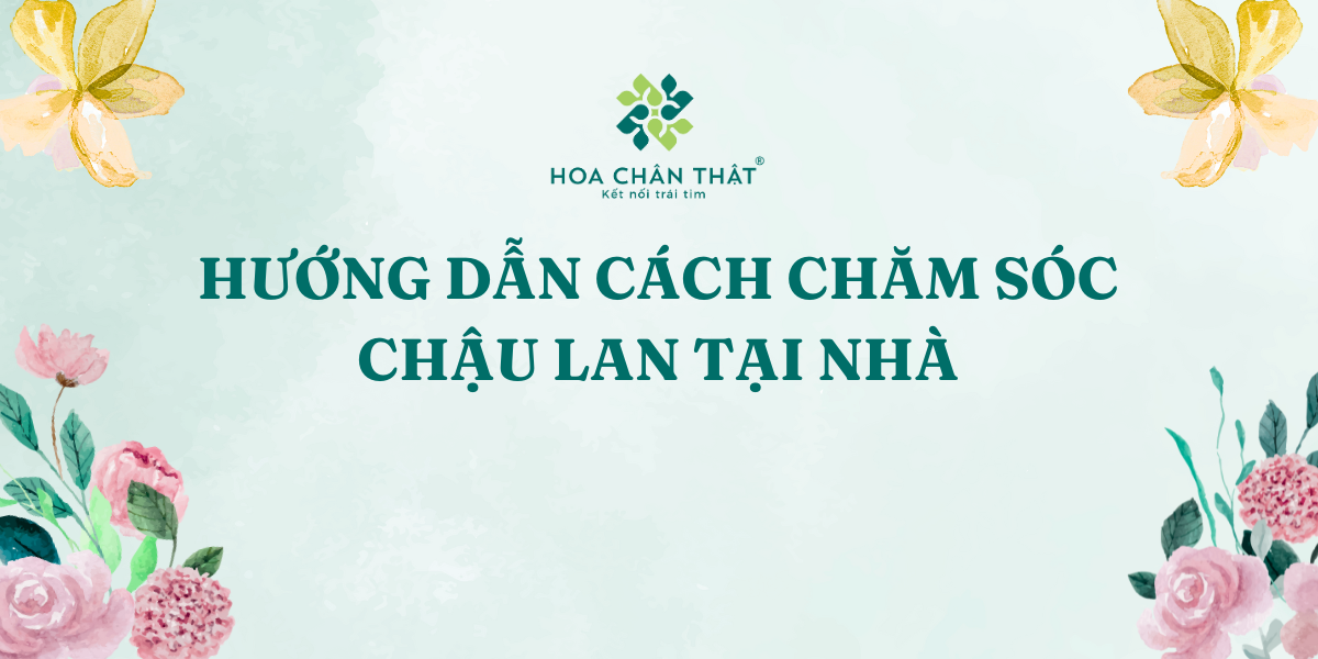 HUONG DAN CACH CHAM SOC CHAU LAN TAI NHA