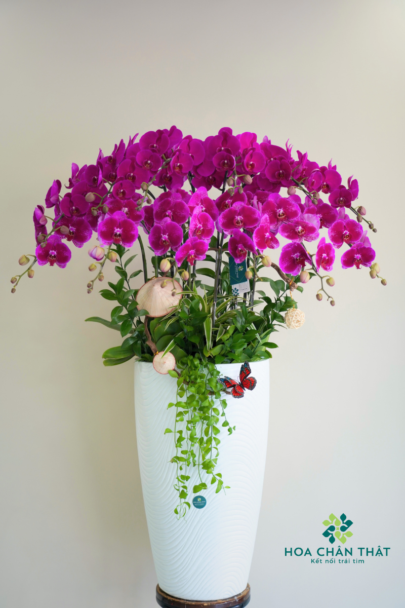 Top 5 Chậu Hoa Lan Hồ Điệp Tặng Thầy Cô – Gửi Gắm Lời Chúc image1