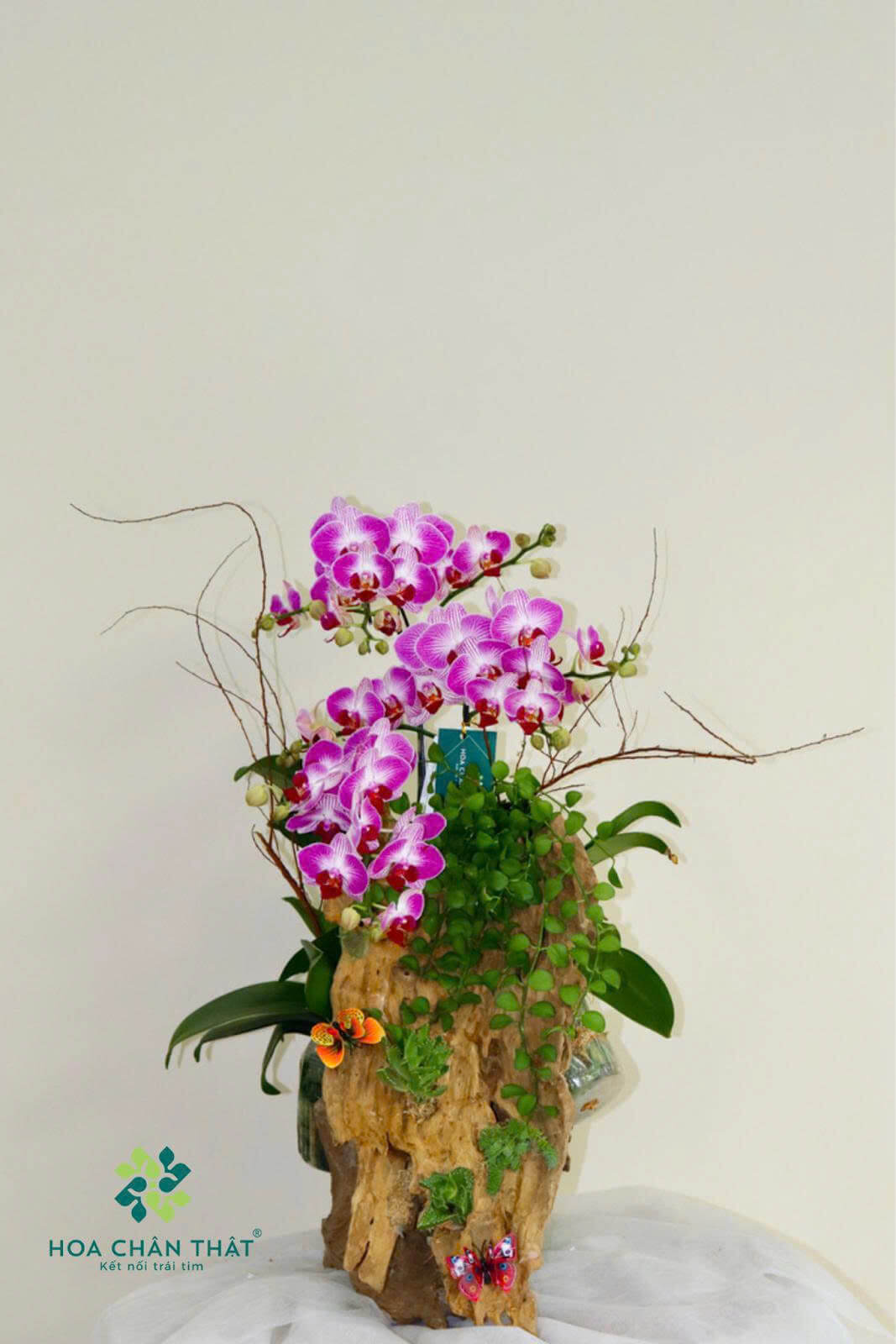 lan hồ điệp ghép lũa mini