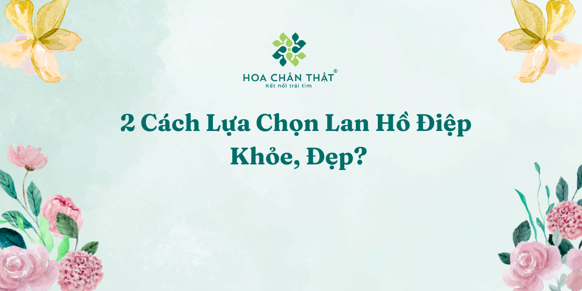 2 Cach Lua Chon Lan Ho Diep Khoe Dep