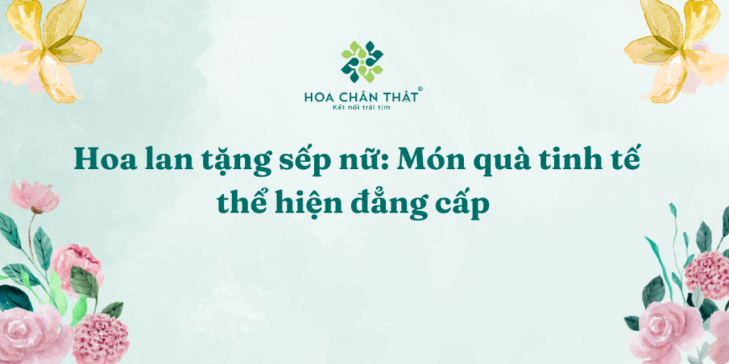 Hoa lan tặng sếp nữ: Món quà tinh tế thể hiện đẳng cấp Hoa lan tang sep nu Mon qua tinh te the hien dang cap 1