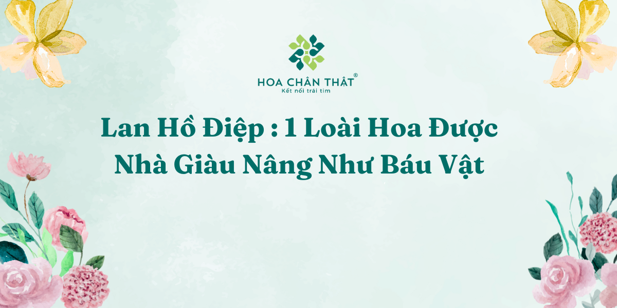 Lan Ho Diep 1 Loai Hoa Duoc Nha Giau Nang Nhu Bau Vat 1