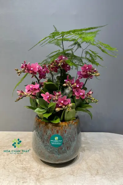 lan hồ điệp mini