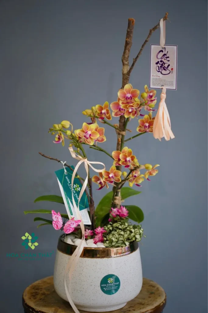 lan hồ điệp mini