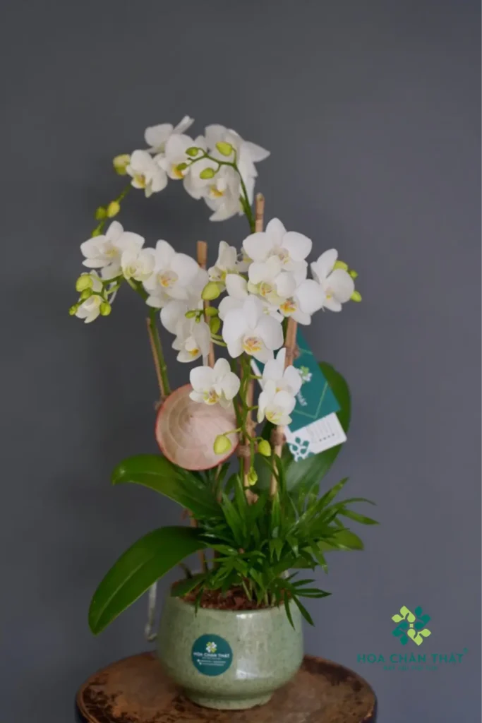 lan hồ điệp mini