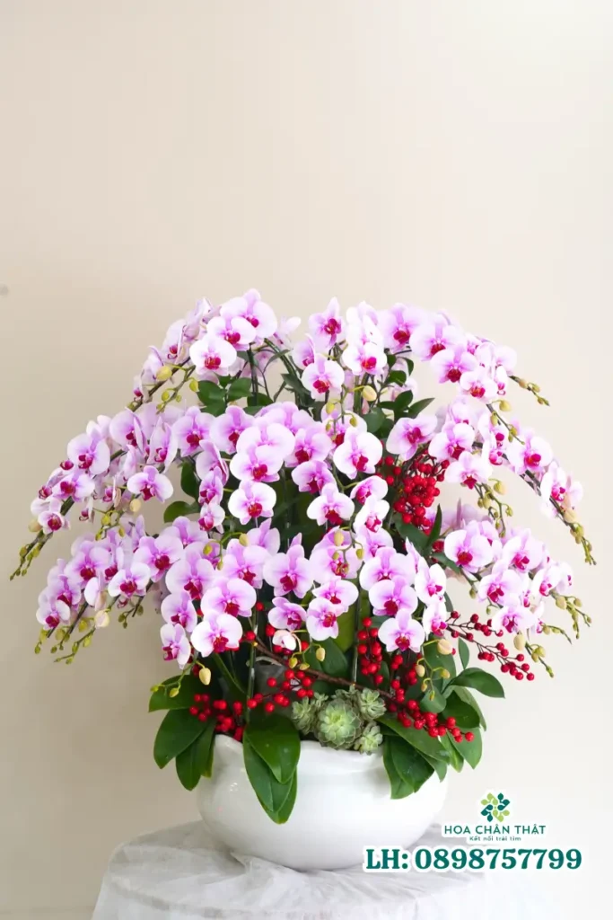 lan hồ điệp mini